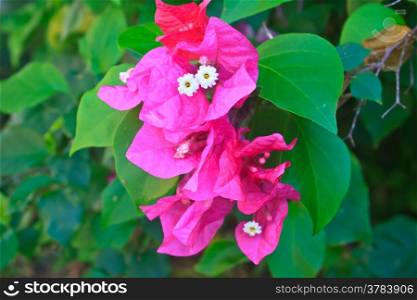 Red Pink blooming bougainvilleas flower with green foliage Background.