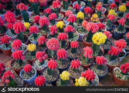Red pink colorful cactus pot in the natural cactus farm nursery plant garden, little fresh cactus growing in a flower pot indoors, Gymnocalycium cactus