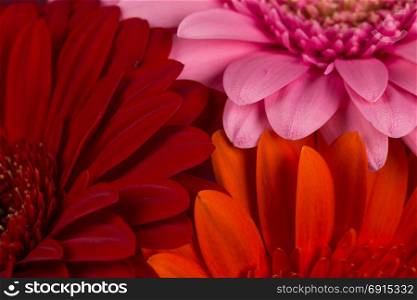 Red pink orange Gerbera flower blossom - close up details spring time photo