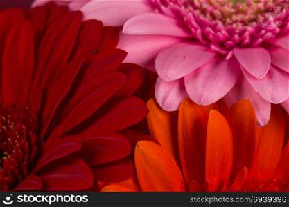 Red pink orange Gerbera flower blossom - close up details spring time photo