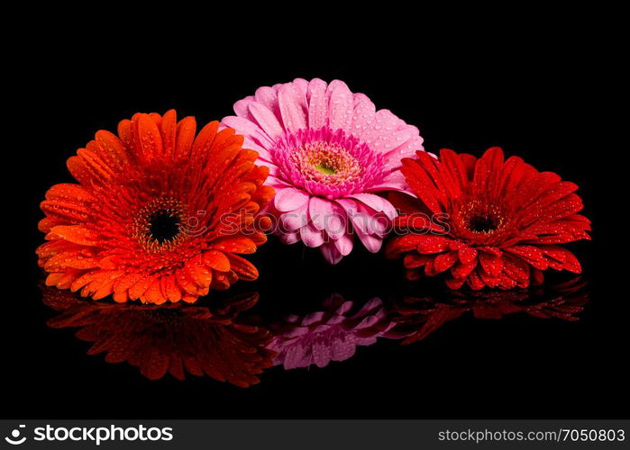 Red Pink Orange Gerbera flower blossom with water drops - close up shot photo details spring time