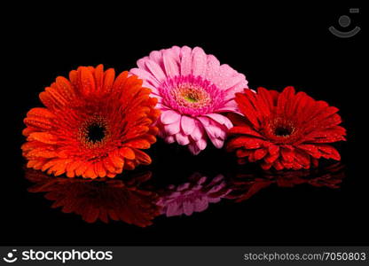 Red Pink Orange Gerbera flower blossom with water drops - close up shot photo details spring time