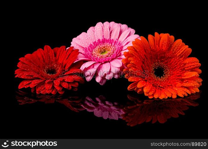 Red Pink Orange Gerbera flower blossom with water drops - close up shot photo details spring time
