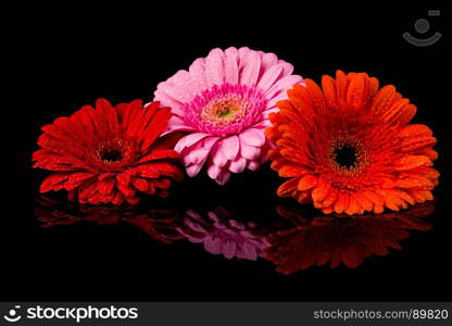 Red Pink Orange Gerbera flower blossom with water drops - close up shot photo details spring time