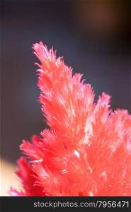 Red plant callistemon macro. Macro image of a callistemon.