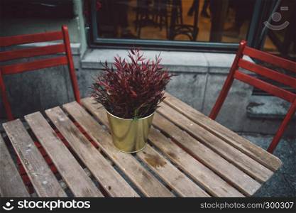 Red plant on pot as a part of cafe decoration on wooden table background with red chairs