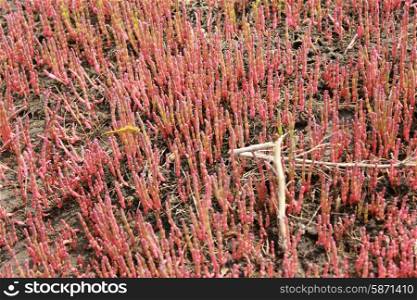 Red plants on dune sand 18418. Red plants on a dune sand near water 18418