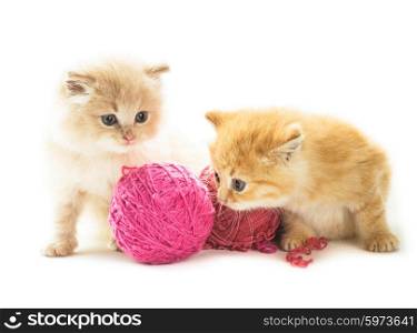 Red playful kittens with balls of yarn, is lying on white