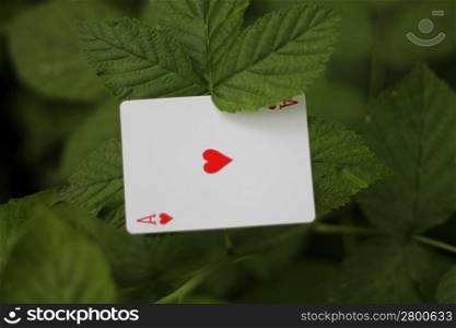 Red playing card laying on the green leaf