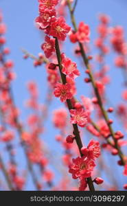 Red plum tree