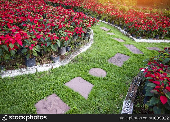 Red poinsettia and pathway in the garden background / Poinsettia Christmas traditional flower decorations Merry Christmas