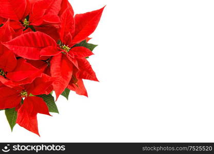 Red poinsettia blossom with green leaves. Christmas flower isolated on white background