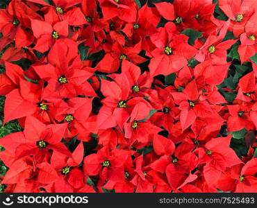 Red poinsettia. Christmas flower. Floral background