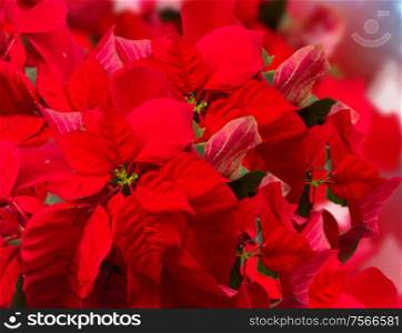 red poinsettia flower or christmas star on blue bokeh background . red poinsettia flower or christmas star