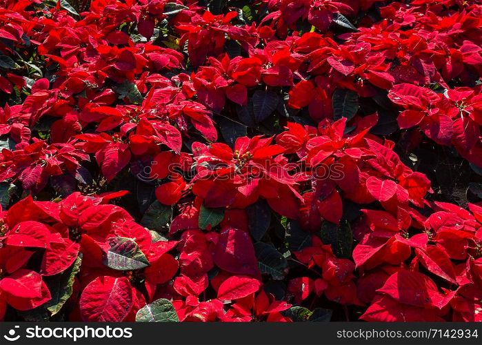 Red Poinsettia flower or Euphorbia Pulcherrimaon of red Christmas background in the garden.