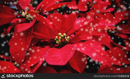 Red poinsettia in the garden with black background / Poinsettia Christmas traditional flower with snow decorations Merry Christmas