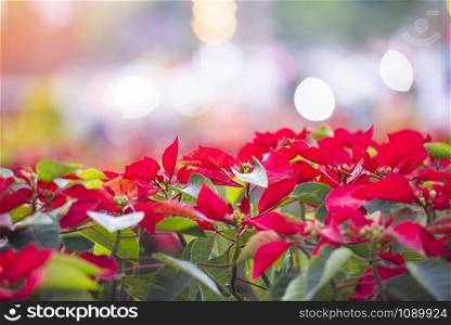 Red poinsettia in the garden with light bokeh celebration background / Poinsettia Christmas traditional flower decorations Merry Christmas