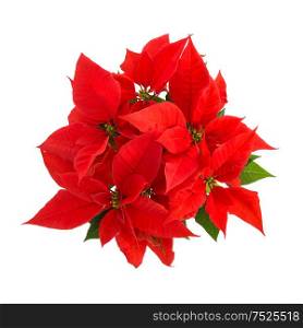Red poinsettia with green leaves. Christmas flower isolated on white background. Top view