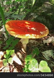 Red poisoned mushroom grow in the forest