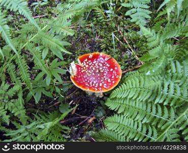 Red poisoned mushroom with a white points