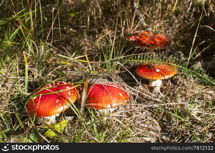 Red poisonous mushrooms amanita muscaria growing up on green grass meadow