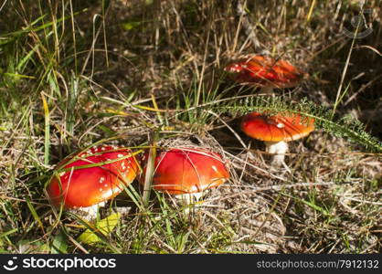 Red poisonous mushrooms amanita muscaria growing up on green grass meadow