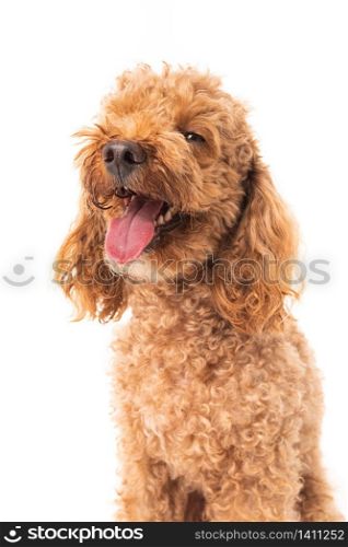 Red poodle isolated on white background