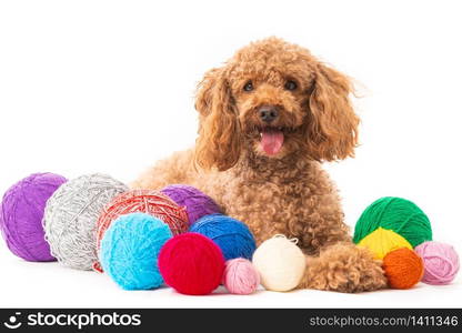 Red poodle isolated on white background