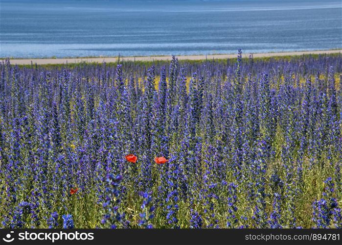 Red Poppies among blue summer flowers by the coast