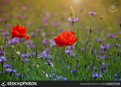 Red poppies and blue cornflowers in the rays of the rising sun, a wild field