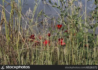 Red poppies and green weeds on channel to the Adriatic Sea