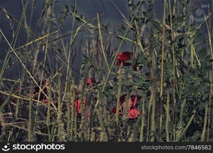 Red poppies and green weeds on channel to the Adriatic Sea