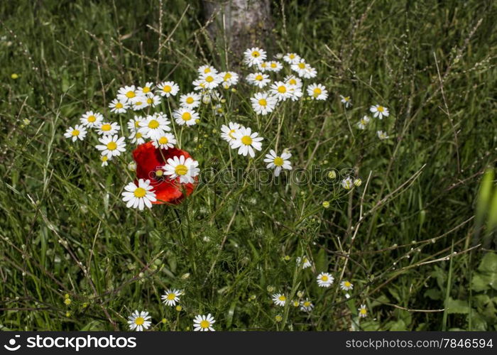 Red poppies and yellow and white daisies