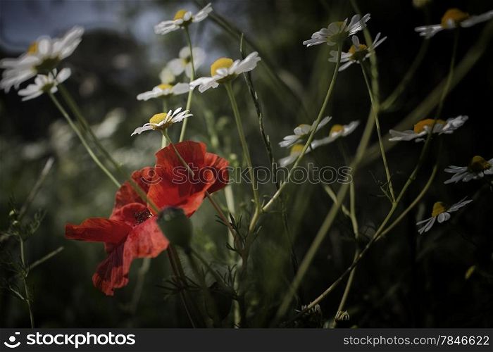 Red poppies and yellow and white daisies