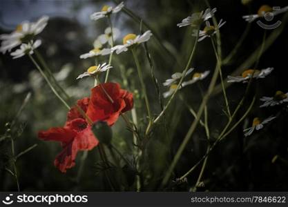 Red poppies and yellow and white daisies