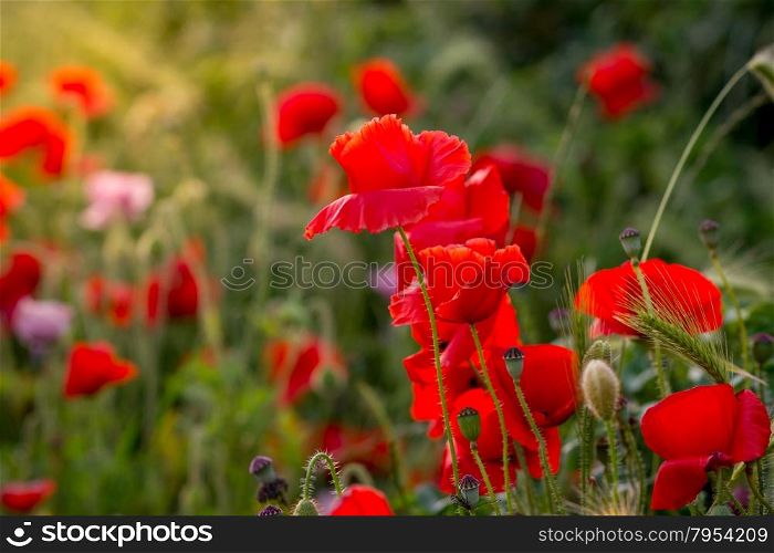 red poppies at sunset in Holland