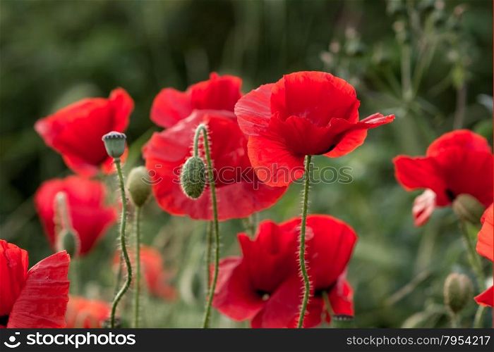 red poppies at sunset in Holland