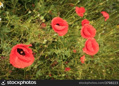 Red poppies flowers in sunny summer meadow. Nature poppy field