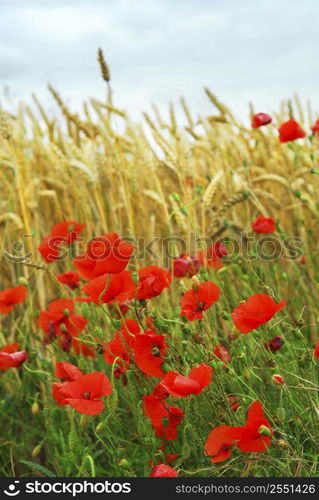 Red poppies growing in a rye field