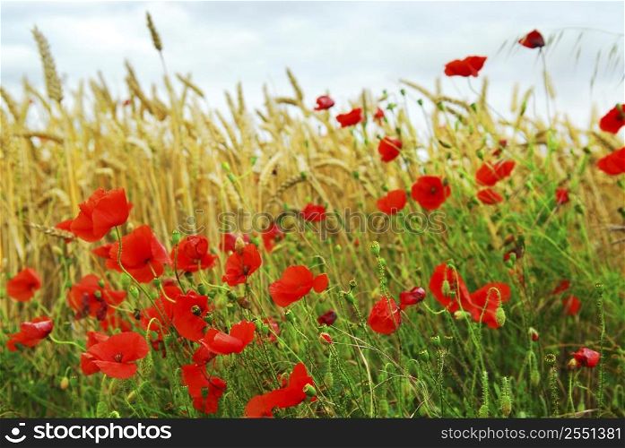 Red poppies growing in a rye field in Brittany, France.