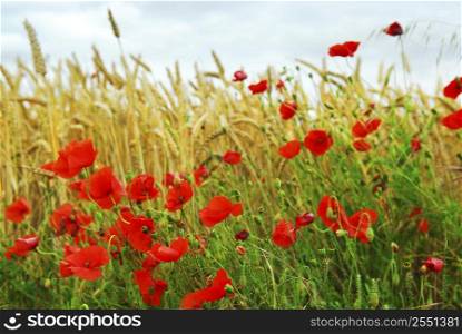 Red poppies growing in a rye field in Brittany, France.