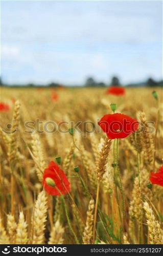 Red poppies growing in rye grain field