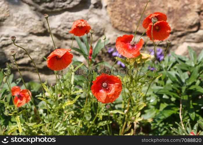 Red poppies in a garden during summer