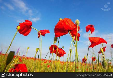 red poppies in green field