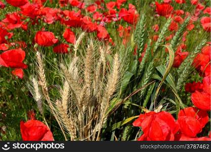 Red poppies in the middle of dry and green wheat ears&#xA;
