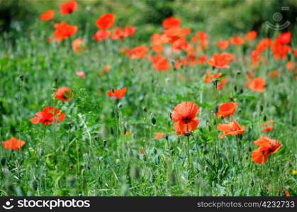 Red poppies in the spring with blurred flowers in the background