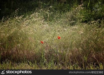 Red poppies on green weeds field in Italian countryside