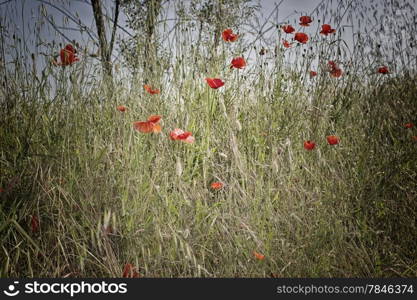 Red poppies on green weeds fields during spring in Italian countryside