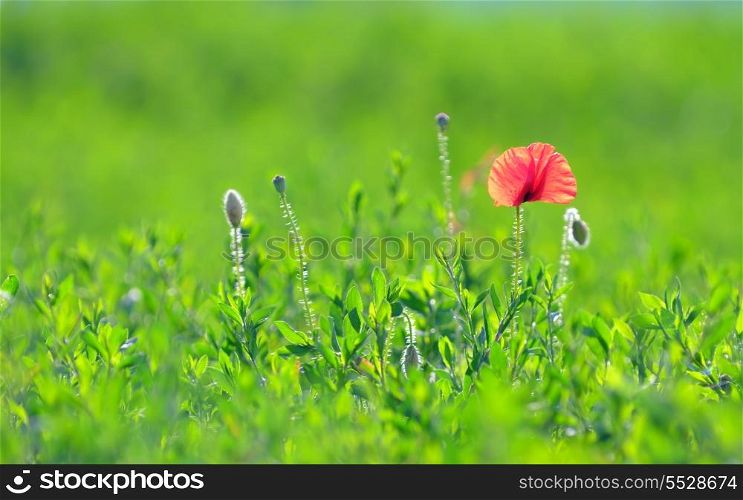 Red poppies on spring meadow