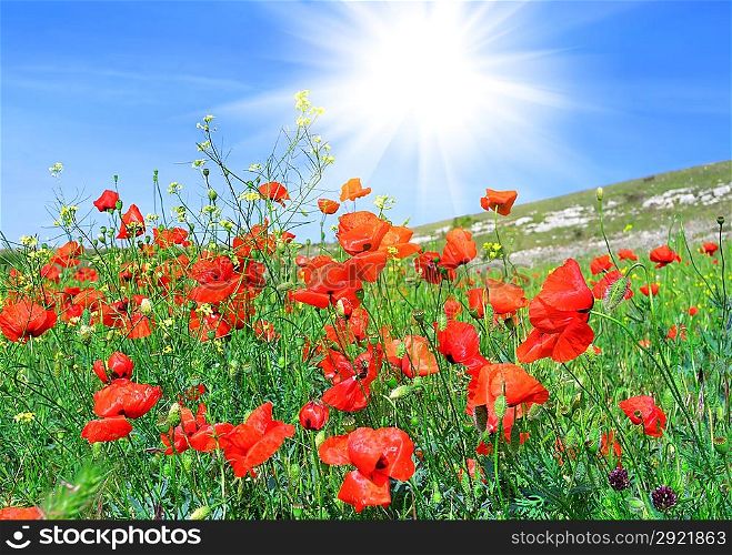 Red poppies on the green field against a blue sky